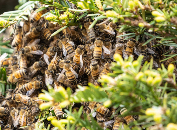 Professional Bee Removal Expert