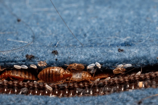 Bed Bug Inspector