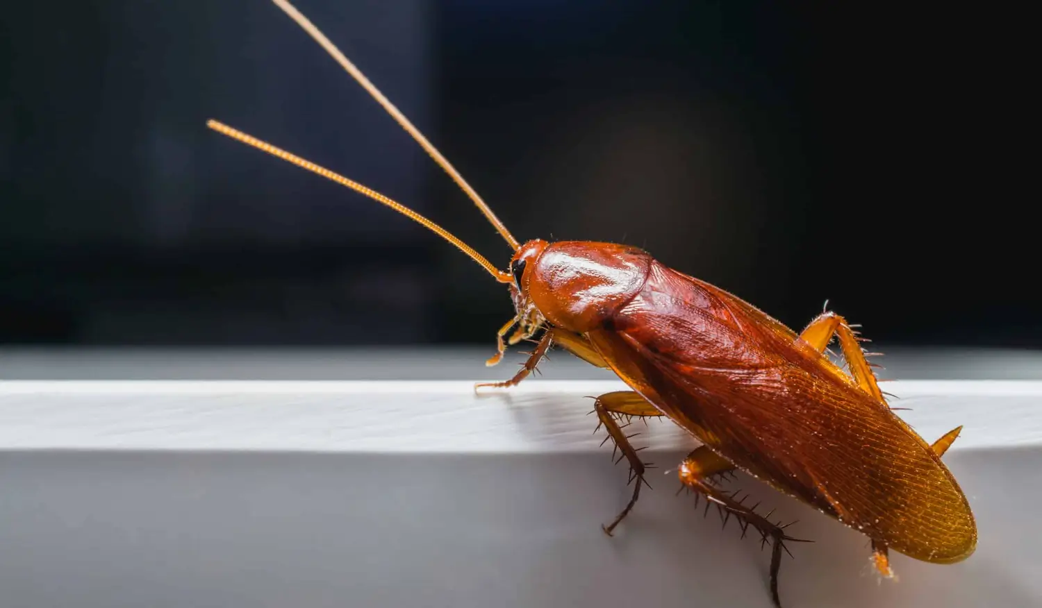 Cockroach Pest Control Exterminator Sydney