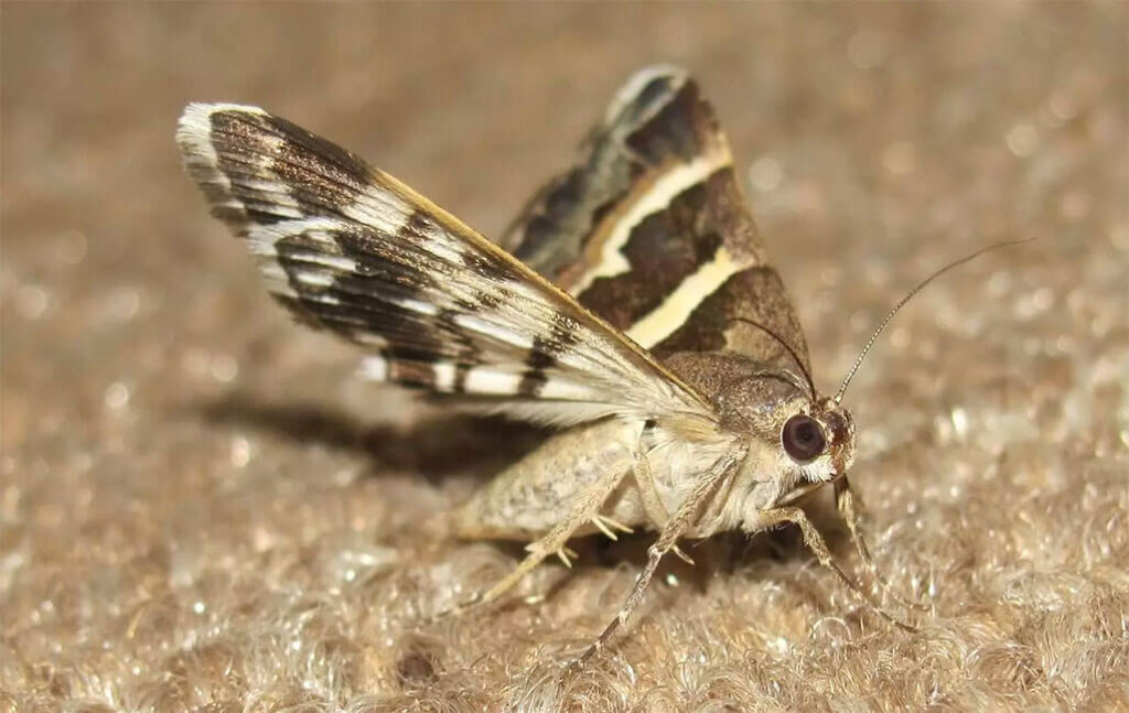 Professional Moth Removal