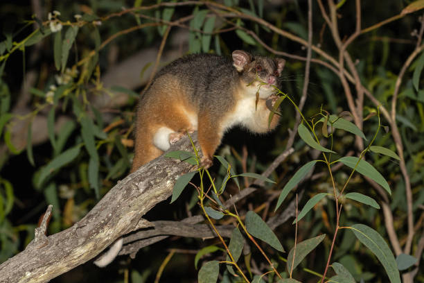 Professional Possum Removal Service